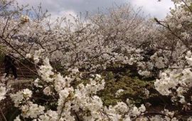 【新丰樱花峪天气预报】韶关新丰樱花峪天气预