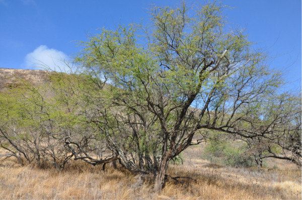 情侣夏威夷8日浪漫小资海滨度假游,附美国签证