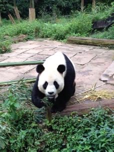 【携程攻略】雅安碧峰峡图片,碧峰峡旅游景点