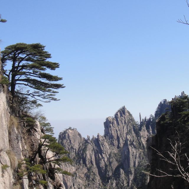 黄山松是松树里面一个独立的树种,大多数都生长在悬崖峭壁上面,风姿
