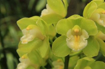 中国科学院华南植物园,广州中国科学院华南植