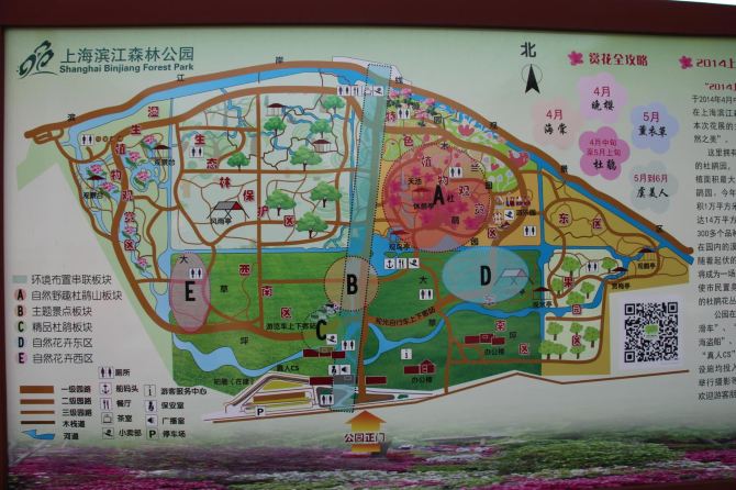 上海滨江森林公园图片