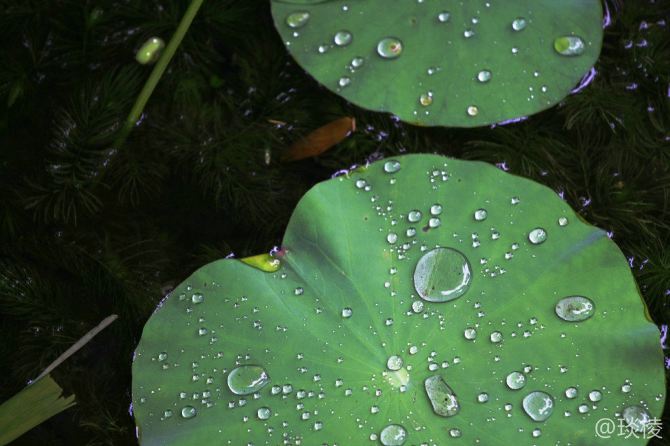 背景 壁纸 绿色 绿叶 树叶 植物 桌面 670_446图片
