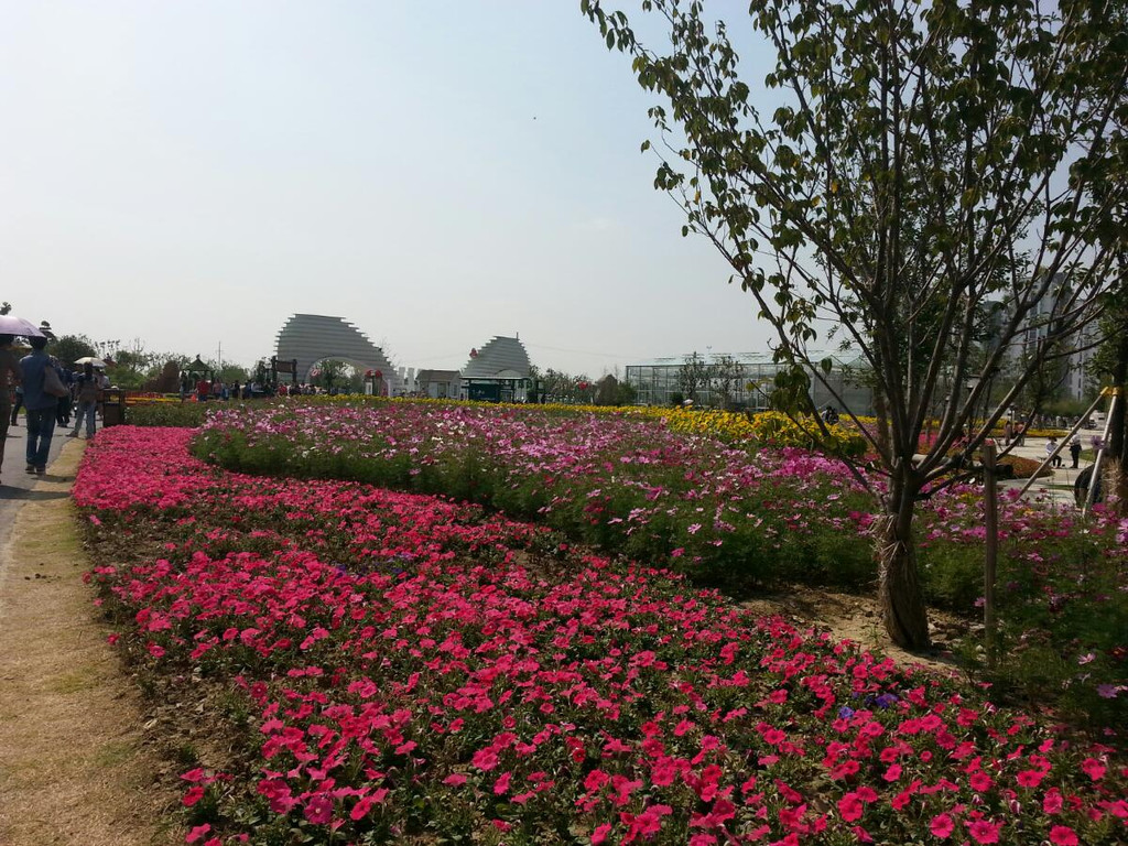 常州花博会之感触