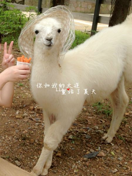 我和你的大连,童话了夏天--用旅程刷新那些关于