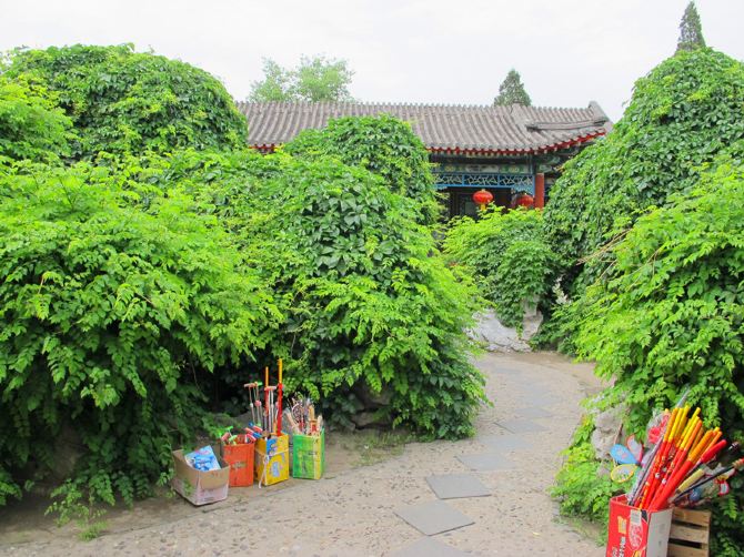 今日大观园(4—奇藤异草,蘅芷清芬