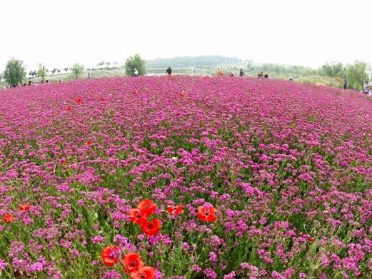 日照风景图片,日照旅游景点照片\/图片\/图库\/相册【携程攻略】