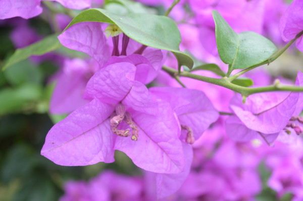 三亚你好,三亚再见!--我的第一次游记 - 三亚游记