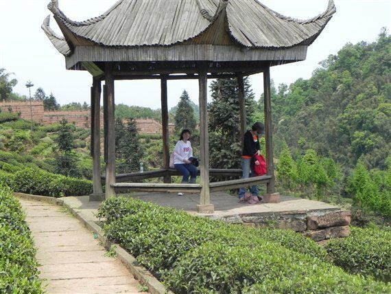 花楸茶山--卢沟竹海--平乐古镇----四川邛崃春季徒步行