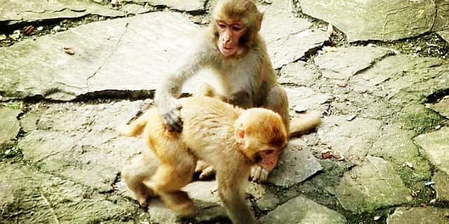 南京金钱豹_南京金钱豹人均(3)