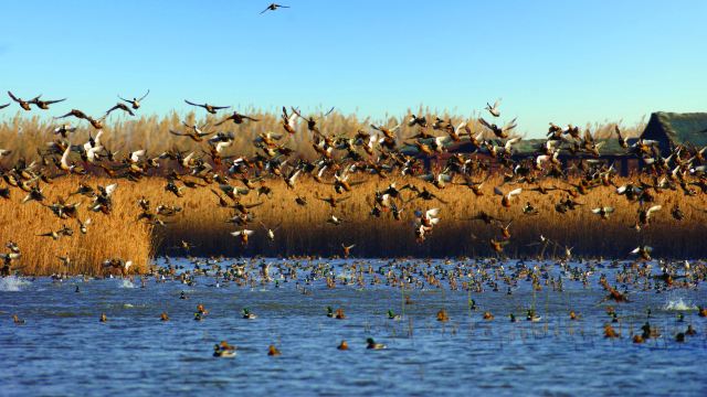 崇明东滩国际湿地公园_崇明东滩湿地公园地图_崇明东滩