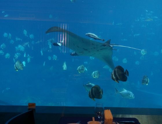 周末珠海长隆海洋王国瞎逛,海底餐厅不错 - 珠