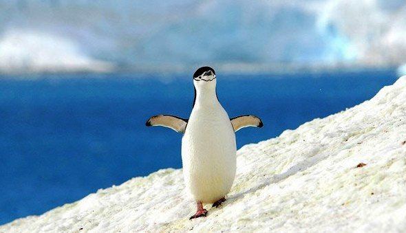 2014南极旅游攻略,自助游\/自驾\/出游\/自由行攻