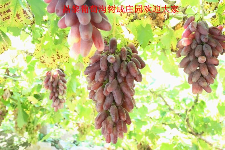 秦皇岛翡翠岛农家院旅游-昌黎葡萄沟树成庄园