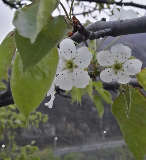 传说中的梨花带雨!