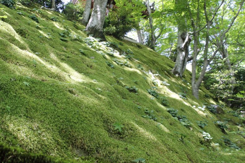 京都纪行--岚山散步 - 京都游记攻略 - 携程社区