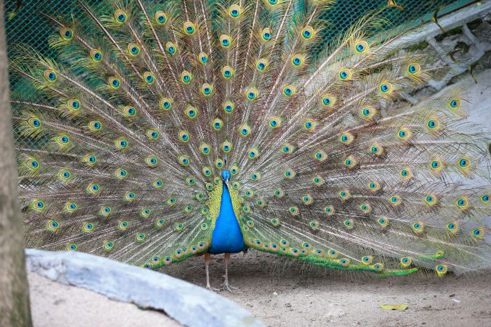 厦门的高度,退休夫妇认真踏实的厦门三日自由