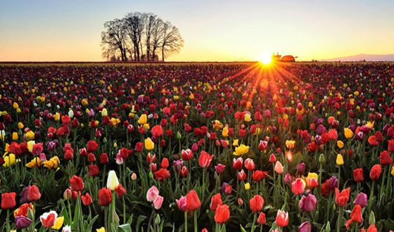 保加利亚玫瑰谷