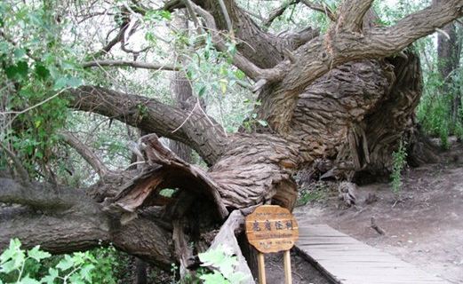 天山神木园_阿克苏地区_百度地图