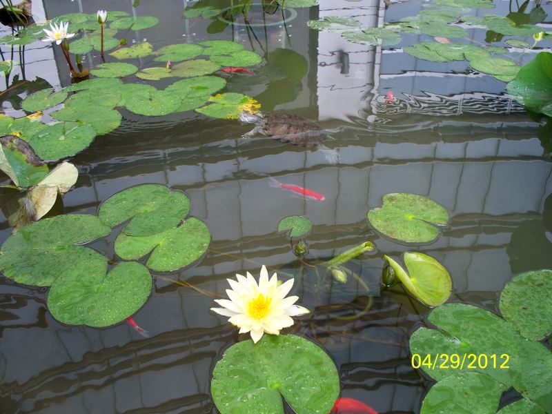 随手拍!【睡莲花】上海、香港游