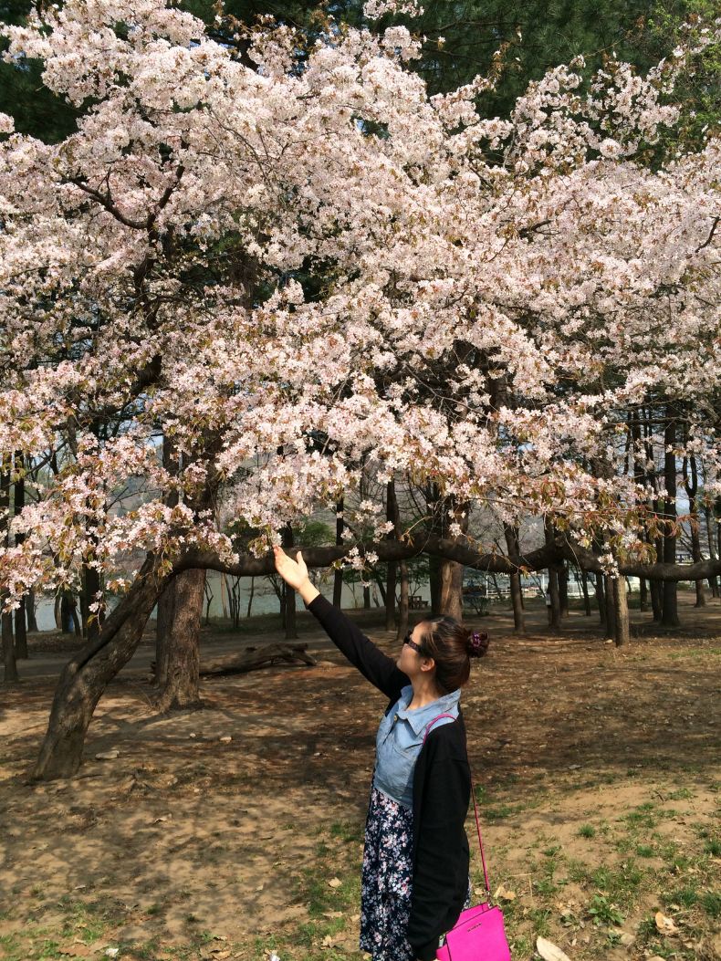 2014年4月樱花季--首尔+济州岛之旅