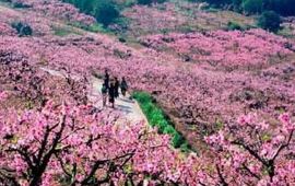 奉化天下第一桃园天气预报,历史气温,旅游指数