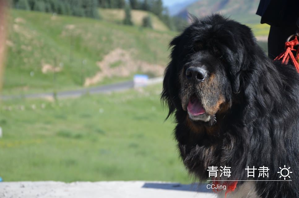c家游记~青海甘肃大环线