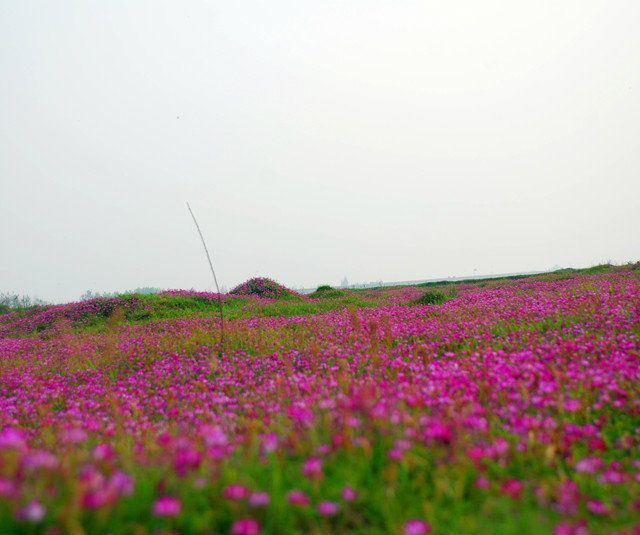 春和景明,紫英花开