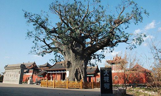 洪洞大槐树-介绍,门票,点评,照片,视频,攻略,线路