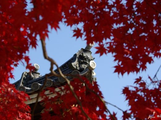 京都旅游照片,京都景点图片,图库,相册–携程社