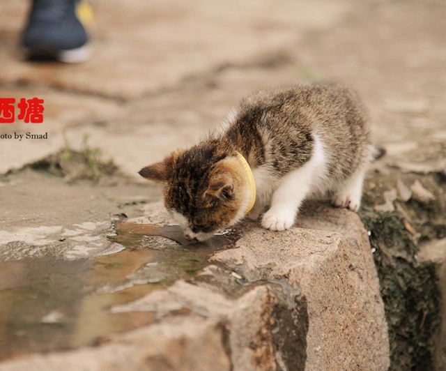 这只小奶猫,口渴着找水喝,差点掉进河里.