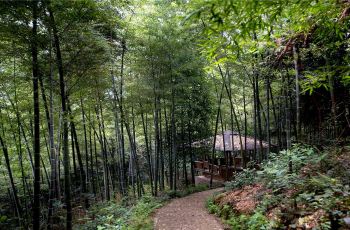 桃花江竹海风景区