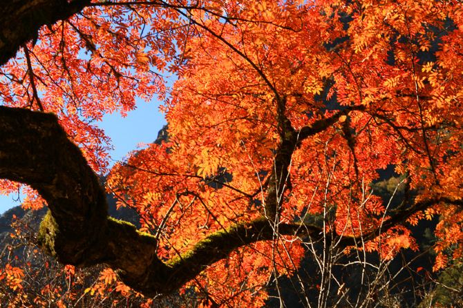 阿坝美景--稻城 九寨沟 松坪沟 - 稻城游记攻略