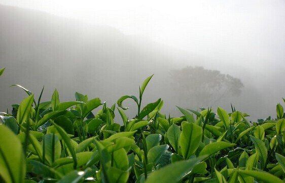 万源富硒茶主导产品 "巴山雀舌"在2006年,2007年度获得"四川省十大