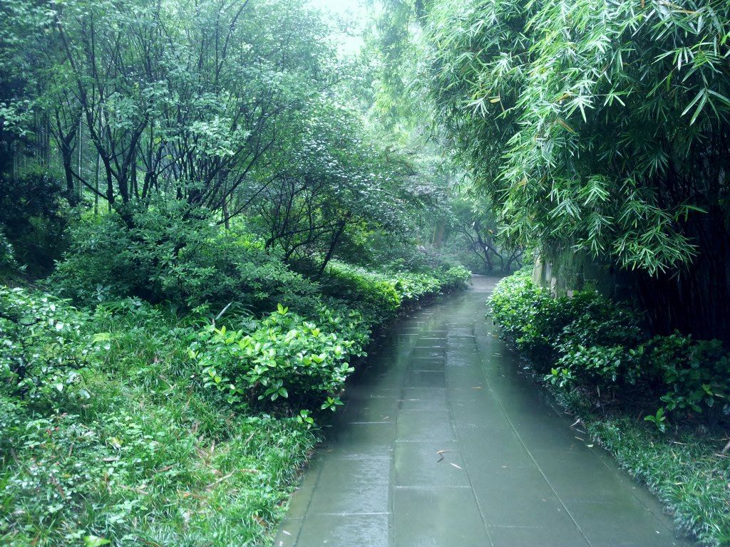竹林,幽径,细雨,不仅让我想起那首脍炙人口的《春夜喜雨》.
