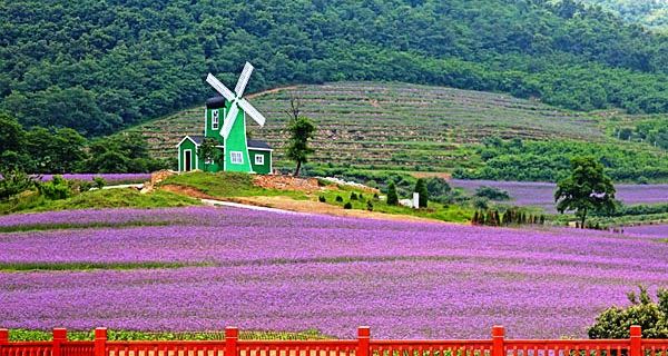 紫云花汐薰衣草庄园  辽宁  大连】aaaa