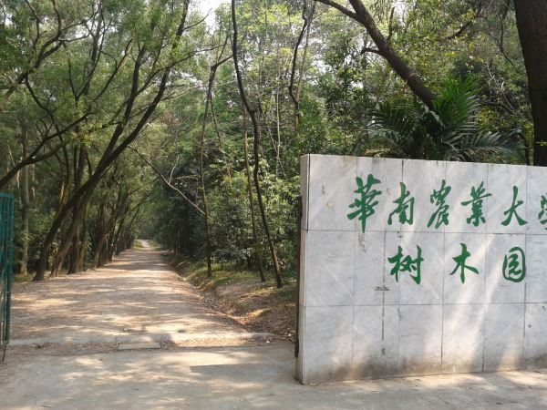 广州华南农业大学– 一座开满紫荆花的大学