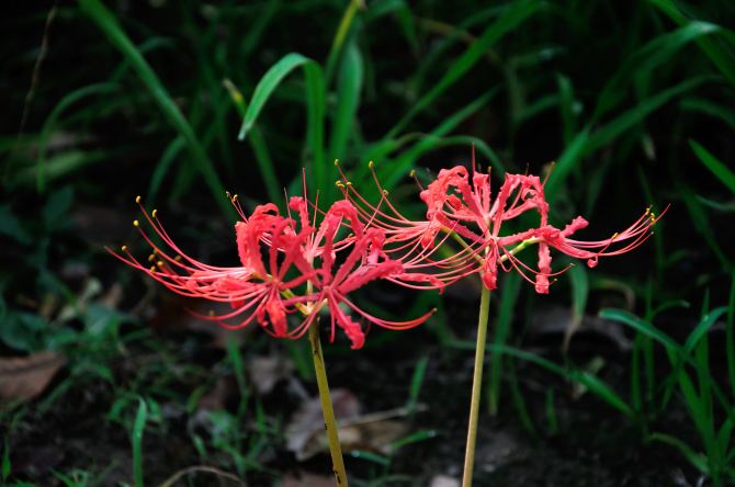 石蒜花(又名红花石蒜,龙爪花,山乌毒,俗称老鸦蒜,彼岸花,莉可莉丝等
