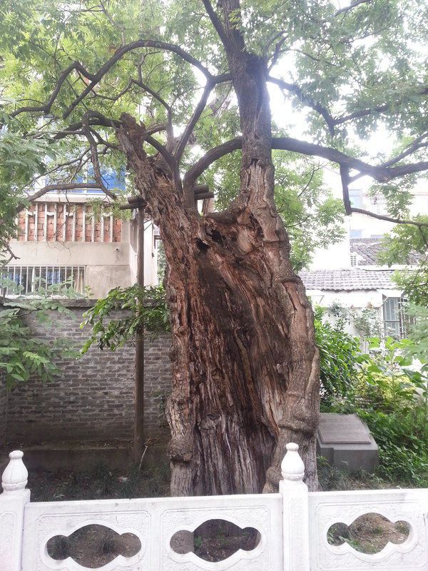 南柯一梦的成语,原来发生在扬州驼铃巷 - 扬州