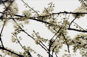 重庆统景印盒李花生态旅游区周边住宿,统景印