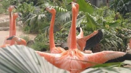 北京野生动物园门票多少钱_北京野生动物园门