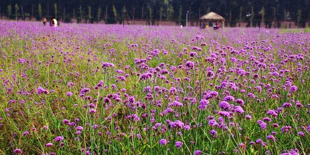 蓝调薰衣草庄园_北京_百度地图