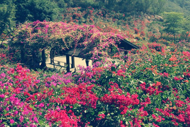 2012年11.19行者在路上--记于厦门市东坪山梅海岭 - 携程社区