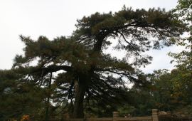 【携程天气预报】九华山凤凰松天气预报一周,