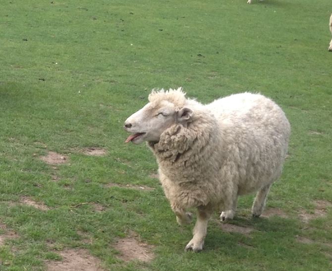 201410新西兰之旅:心之所系蓝