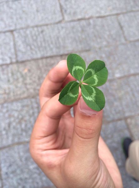 喜欢          引用到评论  衡山上找到的四叶草,lucky!