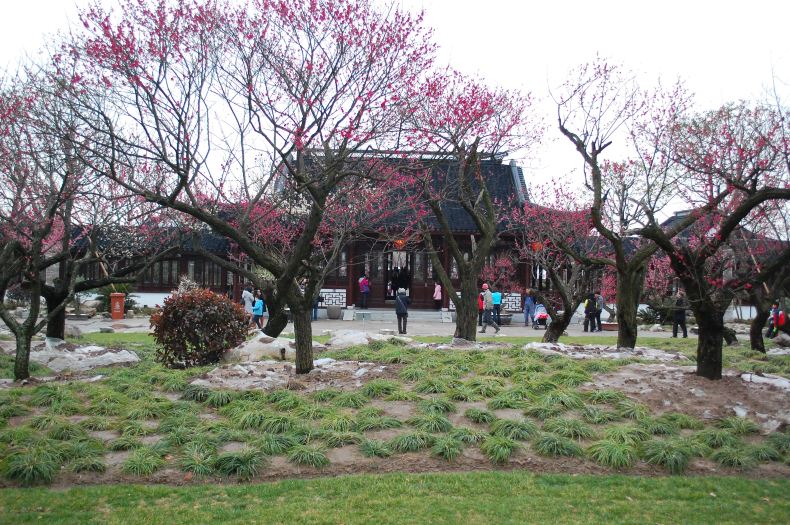 【梅花节】 早春寒雨何足惧,众人争睹香雪海.