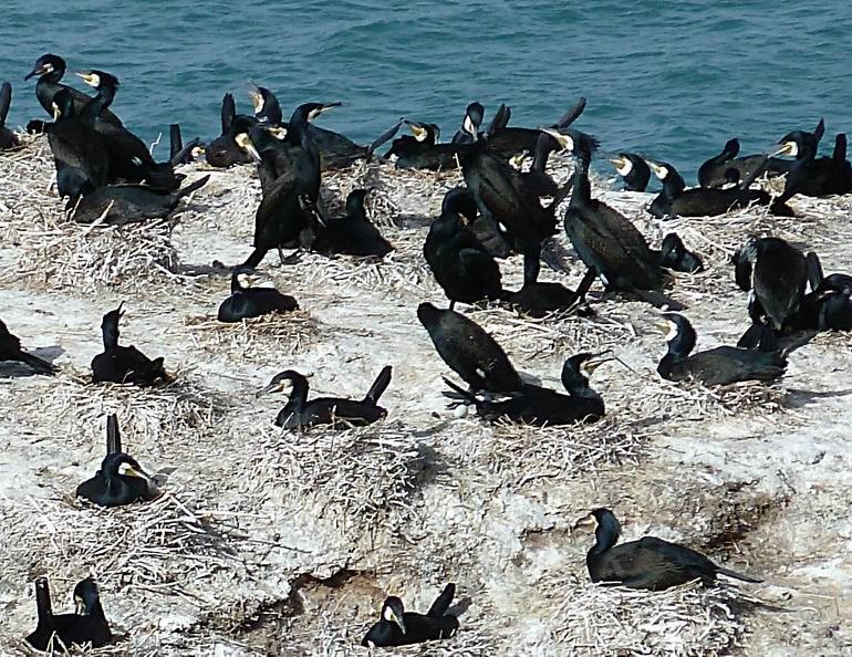 鸟岛,青海湖鸟岛攻略\/地址\/图片\/门票