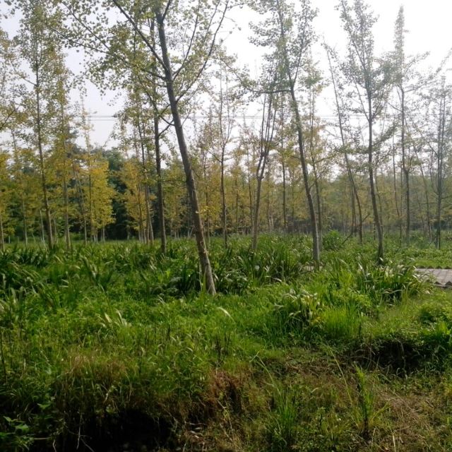 游郫县三道堰云桥湿地