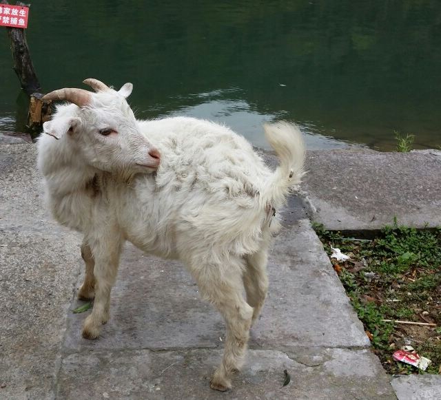 求羊叫声-羊的叫声是